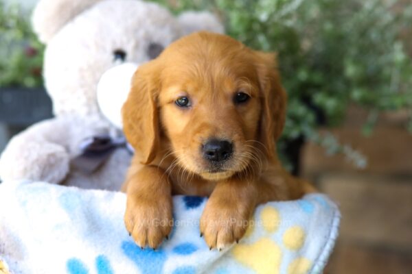 Image of Ringer, a Golden Retriever puppy