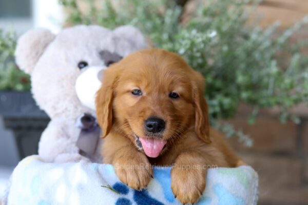 Image of Rocky, a Golden Retriever puppy