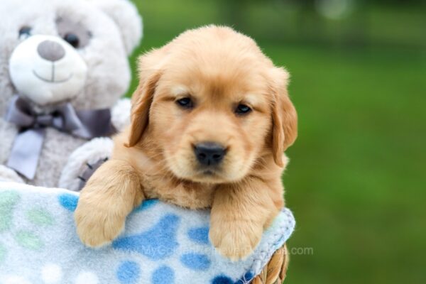 Image of Roxy, a Golden Retriever puppy