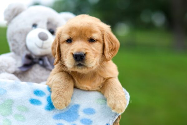 Image of Ruby, a Golden Retriever puppy