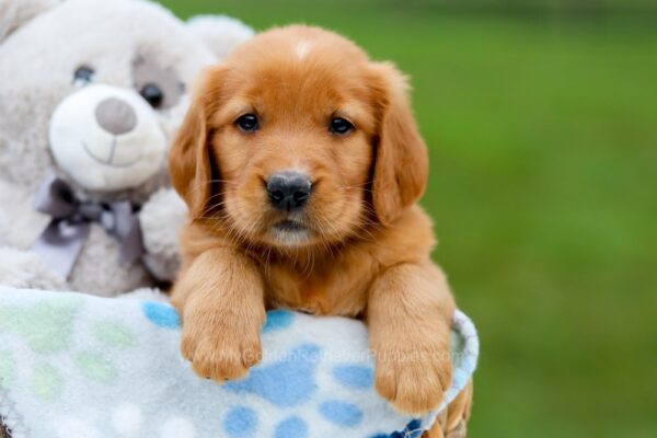 Image of Rusty, a Golden Retriever puppy