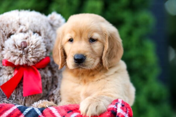 Image of Skyla, a Golden Retriever puppy