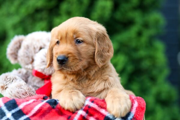 Image of Sonic, a Golden Retriever puppy