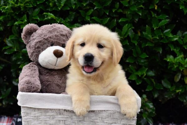 Image of Summer, a Golden Retriever puppy