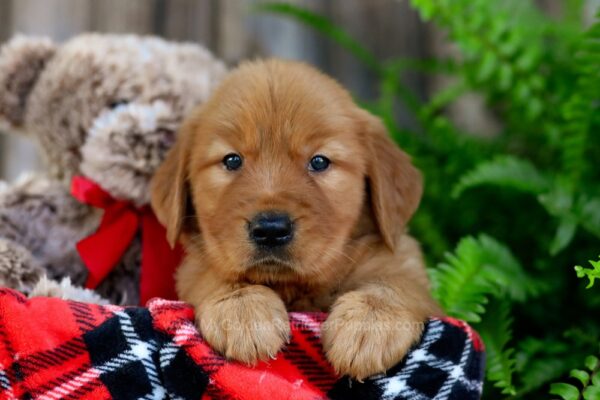 Image of Teddy, a Golden Retriever puppy