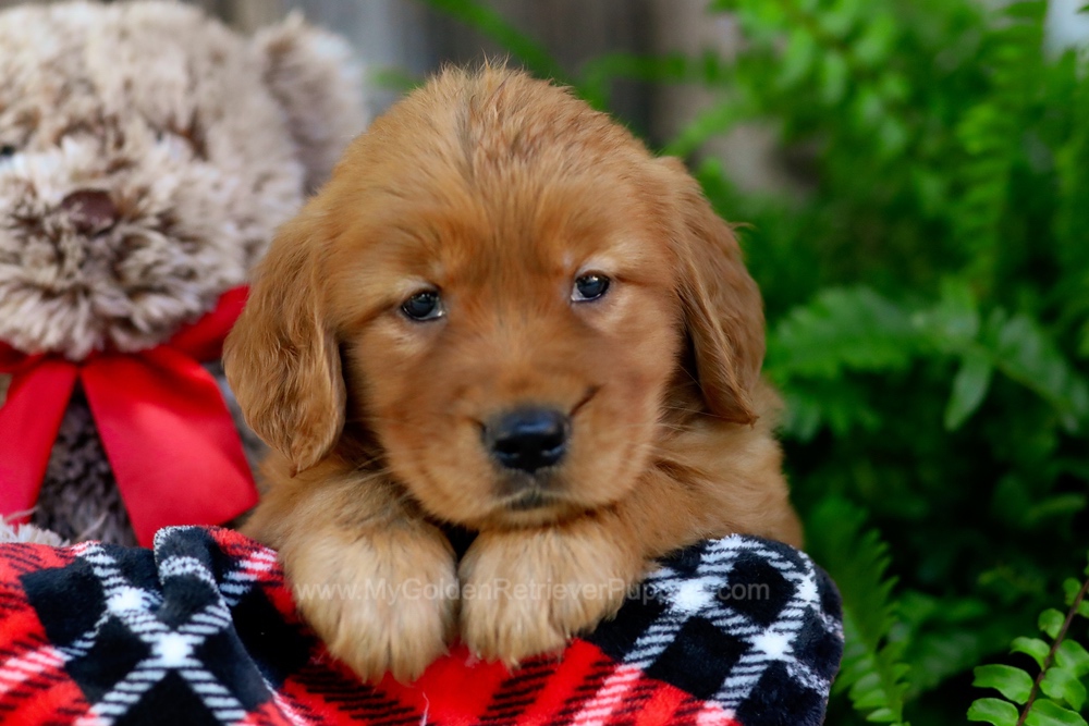 Golden Retriever Puppies For Sale From Ohio (Available Near You!)