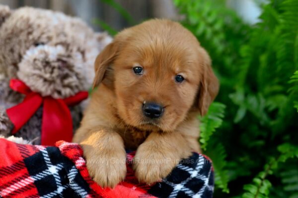 Image of Tucker, a Golden Retriever puppy