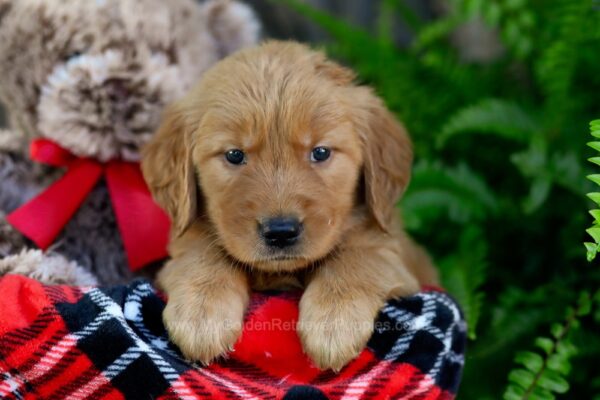 Image of Vera, a Golden Retriever puppy