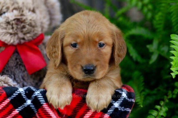 Image of Vicky, a Golden Retriever puppy