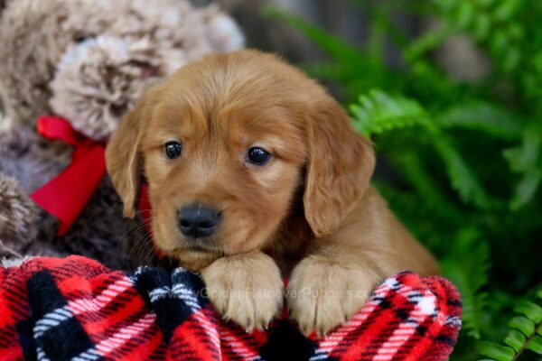 Image of Victor, a Golden Retriever puppy