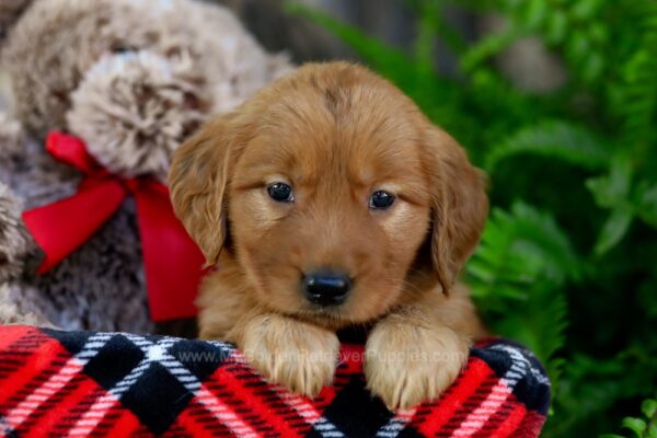 Image of Victoria, a Golden Retriever puppy