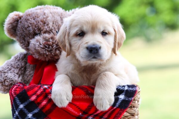 Image of Vito, a Golden Retriever puppy