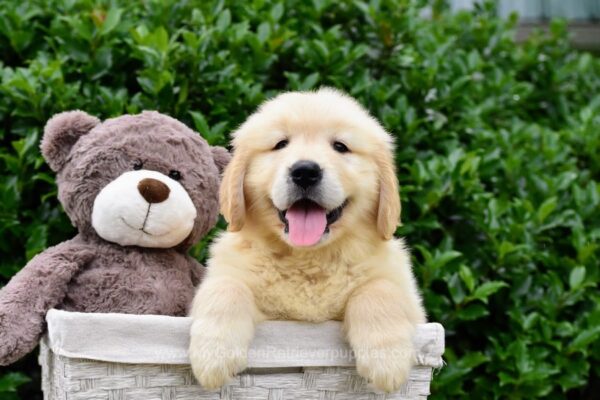 Image of Weston, a Golden Retriever puppy