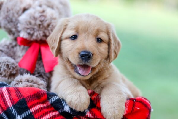 Image of Angela, a Golden Retriever puppy