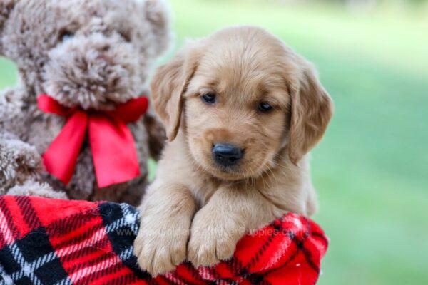 Image of Asher, a Golden Retriever puppy