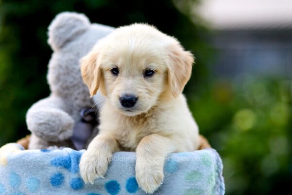 Image of Bailey, a Golden Retriever puppy