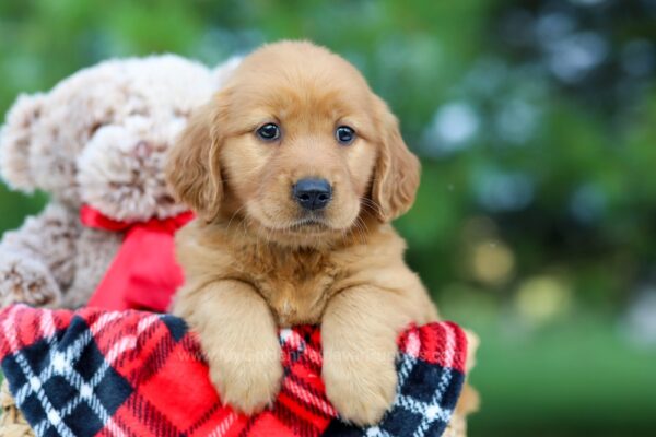 Image of Barbie, a Golden Retriever puppy