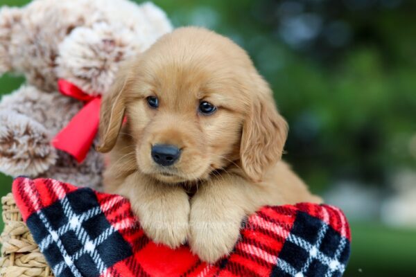 Image of Bear, a Golden Retriever puppy