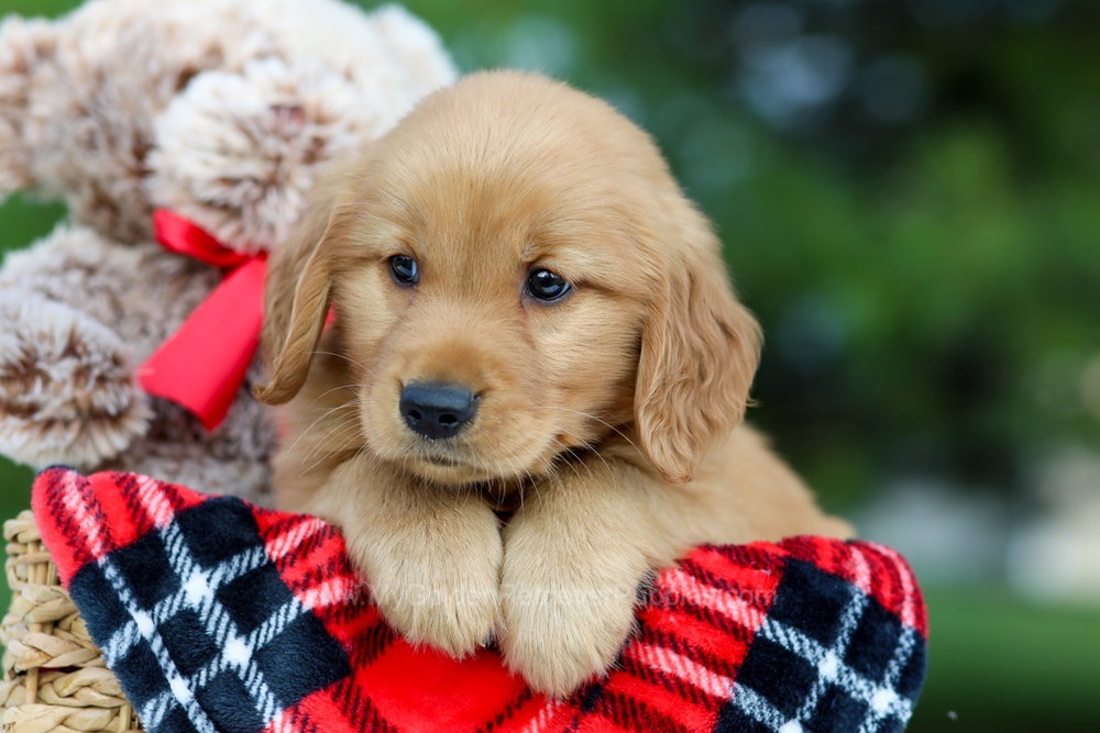 Bear My Golden Retriever Puppies