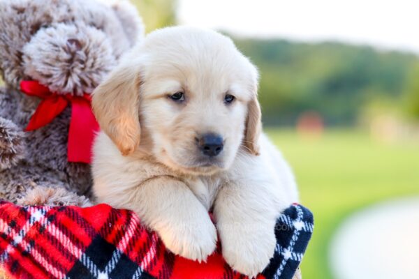 Image of Benny, a Golden Retriever puppy