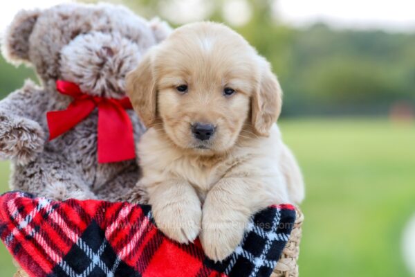 Image of Betzy, a Golden Retriever puppy