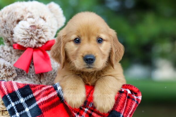 Image of Birdie, a Golden Retriever puppy