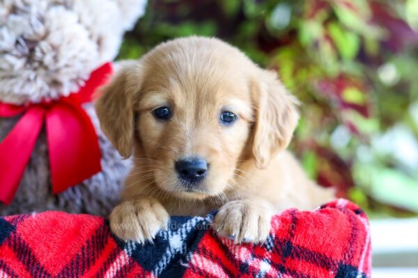 Image of Callie, a Golden Retriever puppy