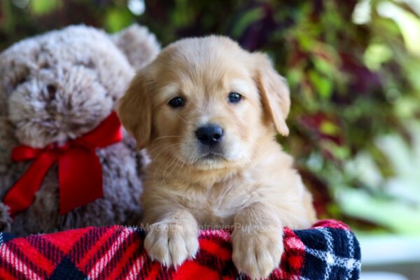 Image of Charlie, a Golden Retriever puppy