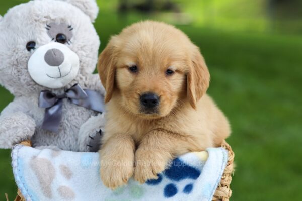 Image of Chase, a Golden Retriever puppy