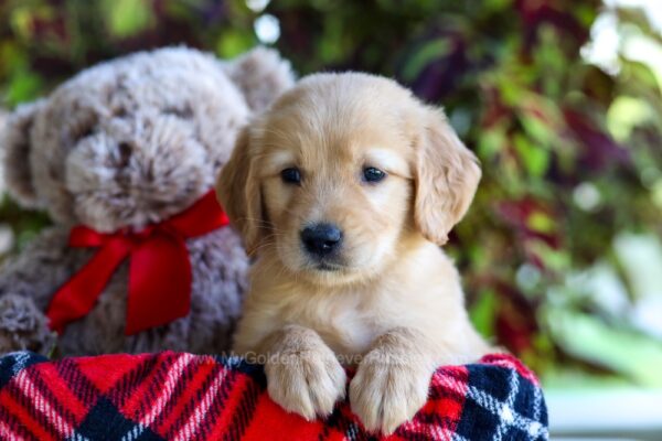 Image of Copper, a Golden Retriever puppy