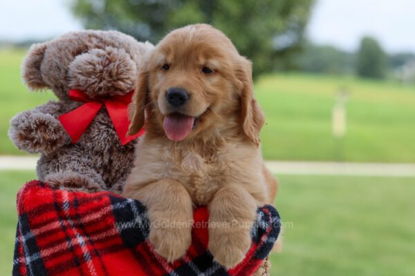 Image of Elyse, a Golden Retriever puppy