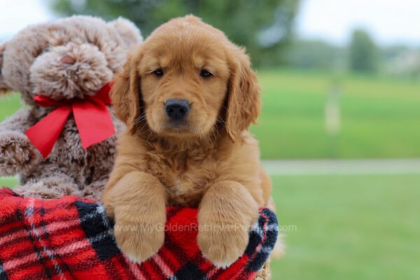 Image of Everly, a Golden Retriever puppy