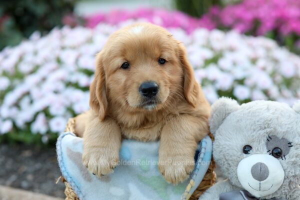 Image of Frank, a Golden Retriever puppy