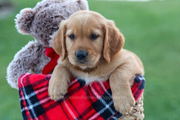 Image of Gwen, a Golden Retriever puppy