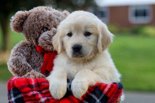 Image of Honey, a Golden Retriever puppy