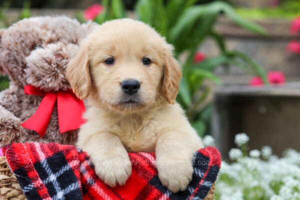 Image of Houston, a Golden Retriever puppy