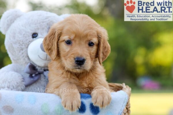 Image of Kayla, a Golden Retriever puppy