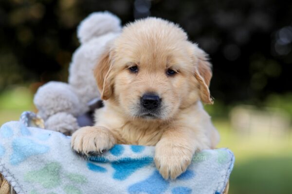 Image of Kelsey, a Golden Retriever puppy