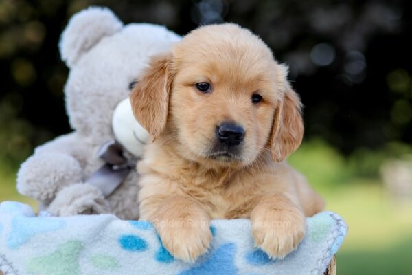 Image of Kylie, a Golden Retriever puppy