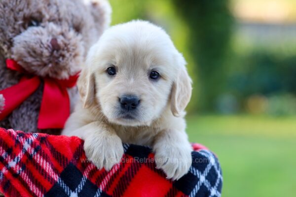 Image of Maddie, a Golden Retriever puppy