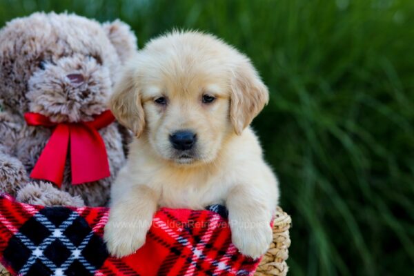 Image of Max, a Golden Retriever puppy