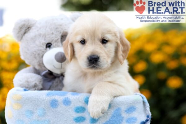 Image of Nellie, a Golden Retriever puppy