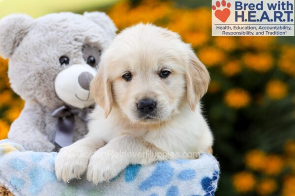 Image of Neva, a Golden Retriever puppy