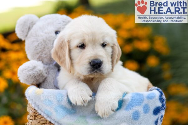 Image of Noah, a Golden Retriever puppy