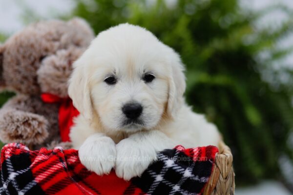 Image of Olive, a Golden Retriever puppy