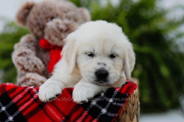 Image of Orion, a Golden Retriever puppy