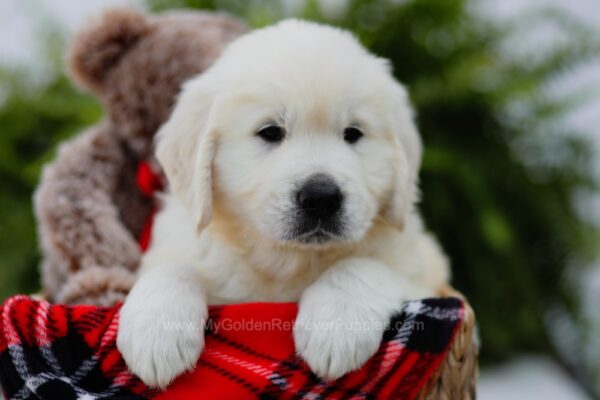 Image of Oscar, a Golden Retriever puppy