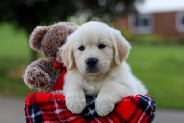 Image of Sammy, a Golden Retriever puppy