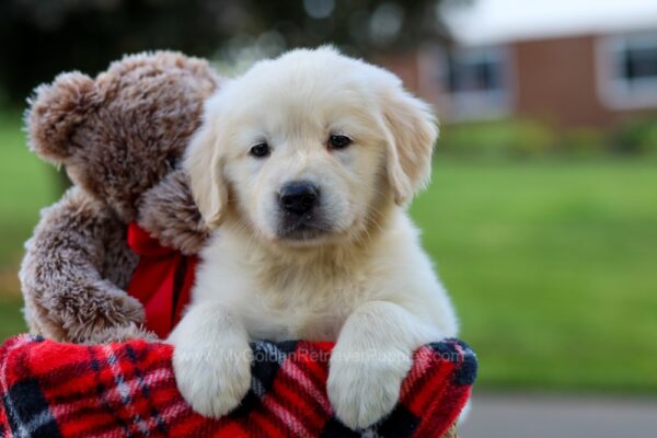 Image of Sasha, a Golden Retriever puppy