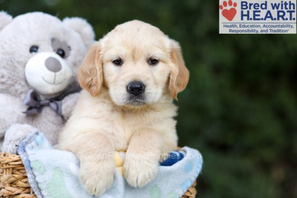 Image of Tammie, a Golden Retriever puppy